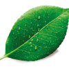 Green_Leaf
